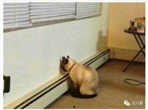 潜规则是什么意思 黑料偶像背锅多年后重生了,黑料偶像背锅多年，终迎重生逆袭之路